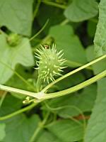 Courge explosive, Cyclanthera explodens, C. brachystachys, (fam Cucurbitacees) (Amerique sud) (2) (Photo F. Mrugala)